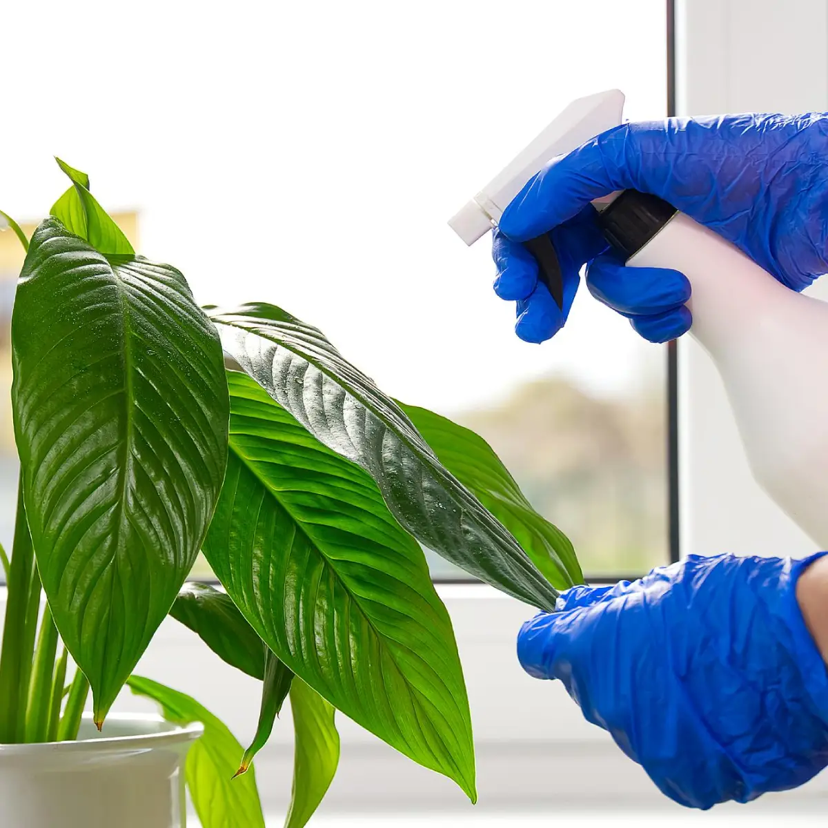 eco friendly house cleaning services in Surrey