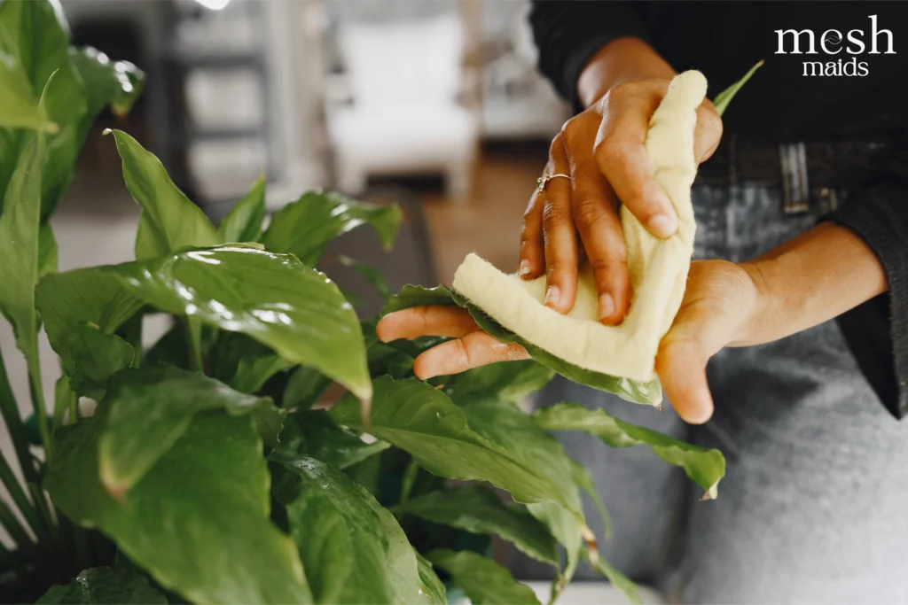 Eco-friendly cleaning services in North Vancouver and West Vancouver by Mesh Maids