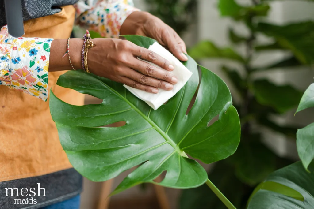 Eco-friendly cleaning services in Burnaby and New Westminster by Mesh Maids