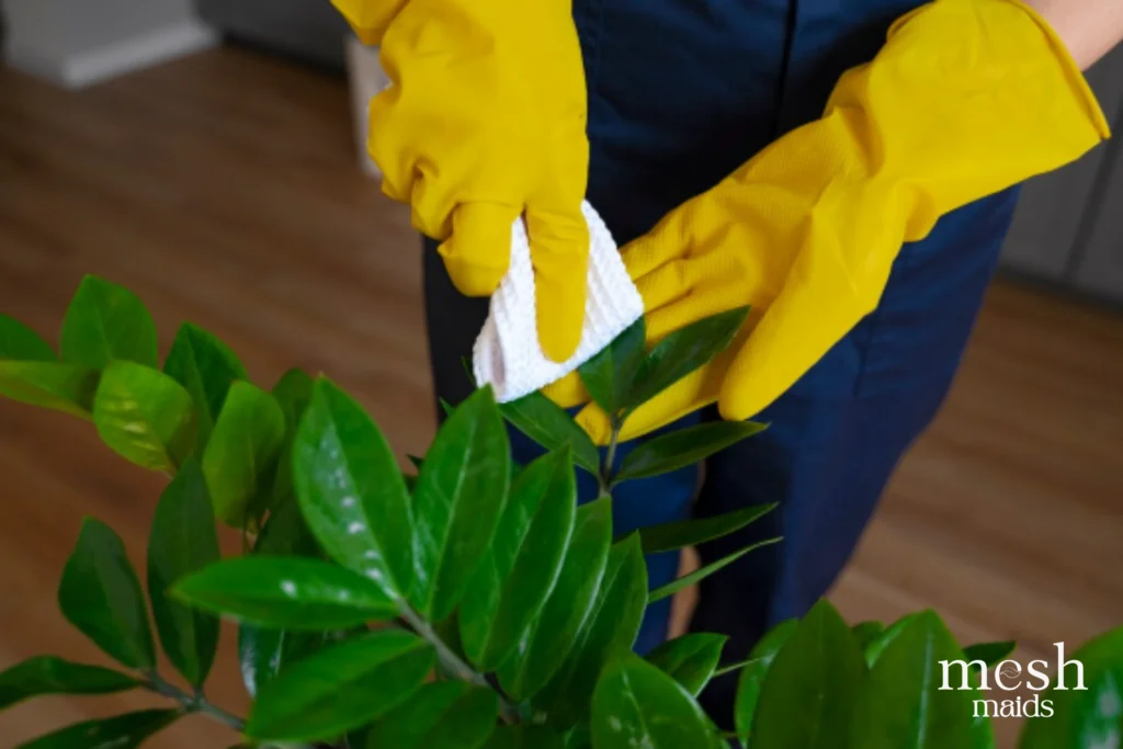 Eco-friendly cleaning services in Abbotsford, Mission and Chilliwack by Mesh Maids