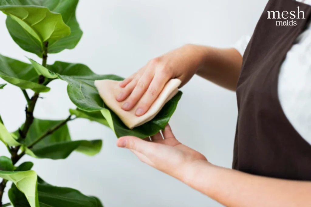 Eco-friendly cleaning services in Langley & Aldergrove by Mesh Maids